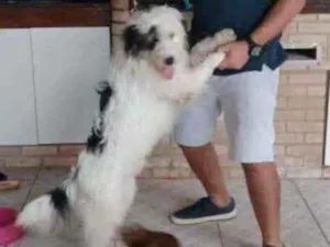 Cachorro raça Não definida  idade 2 anos nome Jack Sparrow