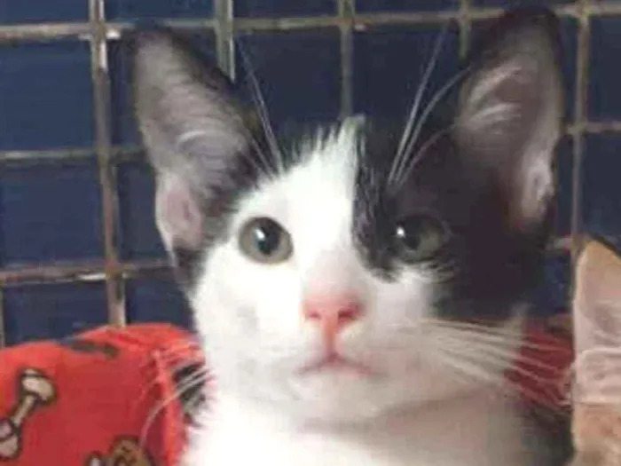 Gato ra a SRD idade 2 a 6 meses nome ...