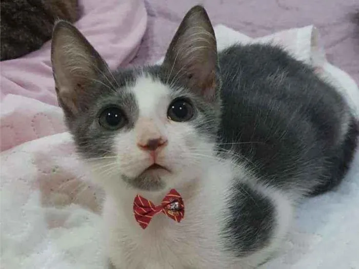 Gato ra a SRD idade 2 a 6 meses nome ...............