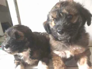 Cachorro raça Mestiço  idade Abaixo de 2 meses nome Sem nome 