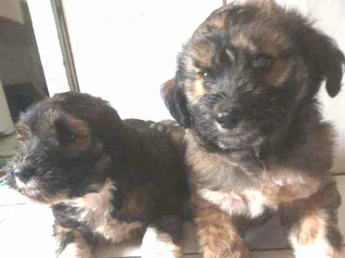 Cachorro ra a Mestiço  idade Abaixo de 2 meses nome Sem nome 