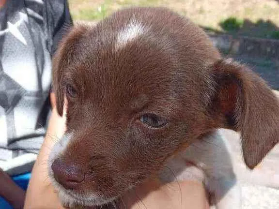 Cachorro raça  idade 2 a 6 meses nome "pequeno"