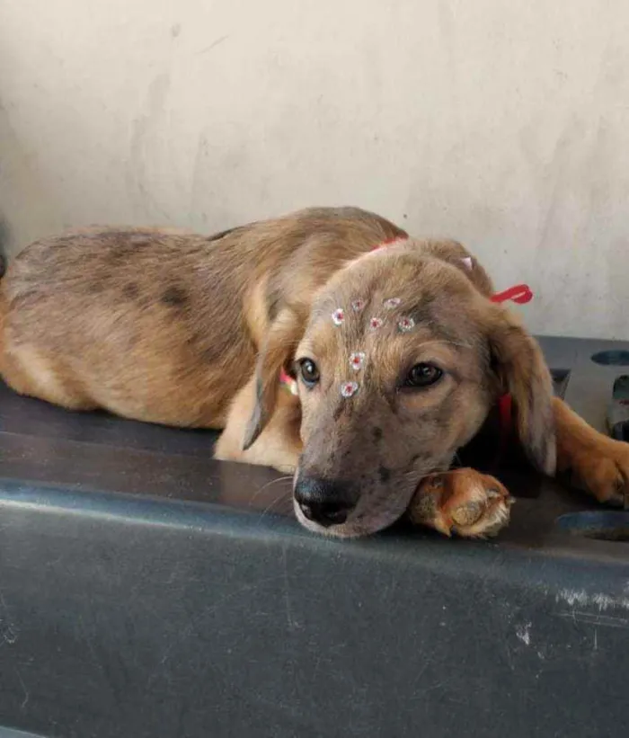 Cachorro raça SRD  idade 2 a 6 meses nome Lorena 