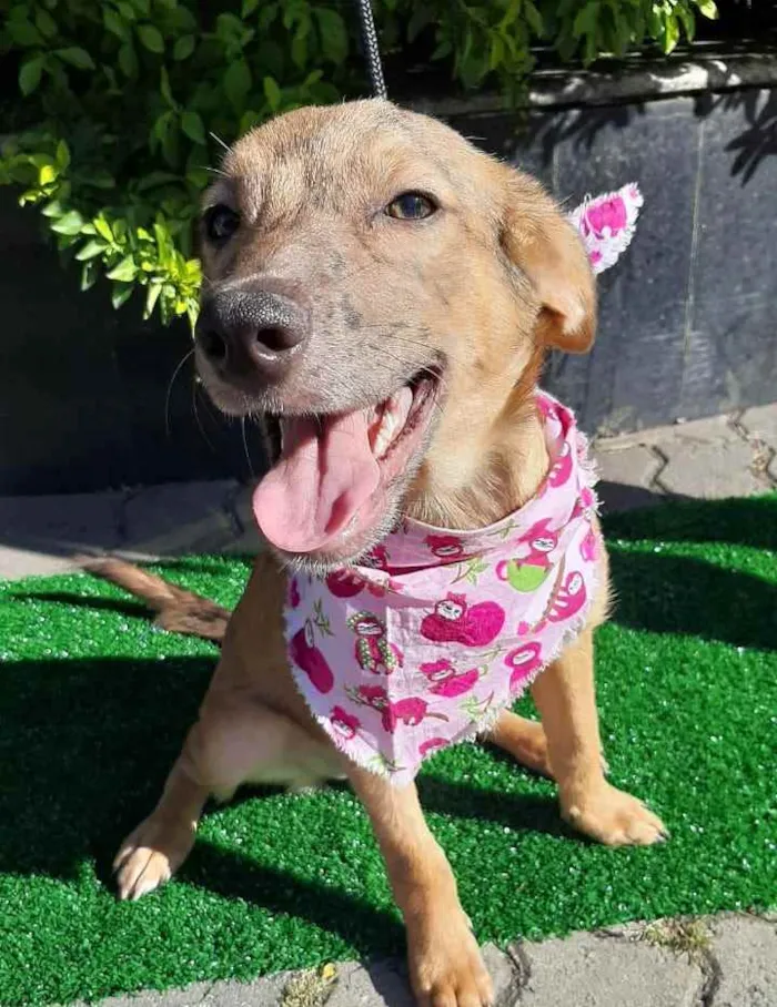 Cachorro raça SRD  idade 2 a 6 meses nome Lorena 