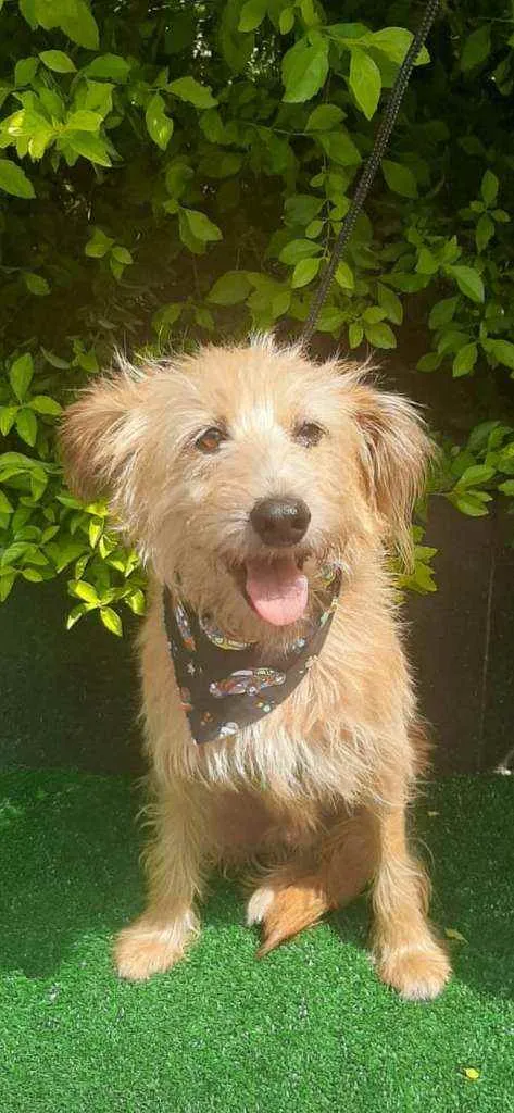 Cachorro raça SRD  idade 5 anos nome Junior 