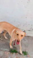 Cachorro raça SRD  idade 1 ano nome Mike 
