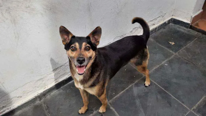 Cachorro raça SRD  idade 5 anos nome Bob 