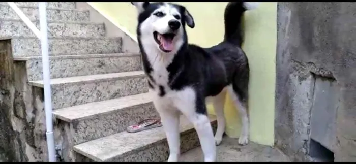 Cachorro raça Husky Siberiano idade 2 anos nome Hanna