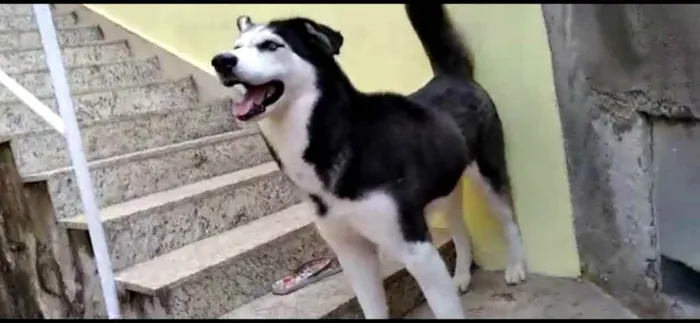Cachorro raça Husky Siberiano idade 2 anos nome Hanna