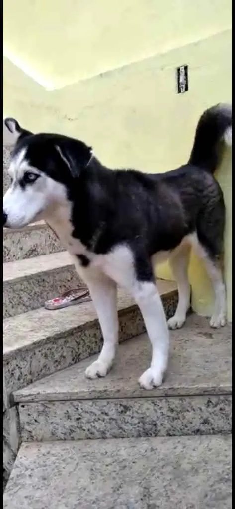 Cachorro raça Husky Siberiano idade 2 anos nome Hanna