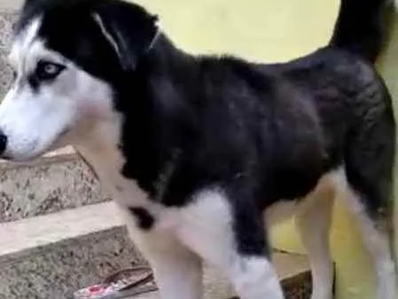 Cachorro raça Husky Siberiano idade 2 anos nome Hanna