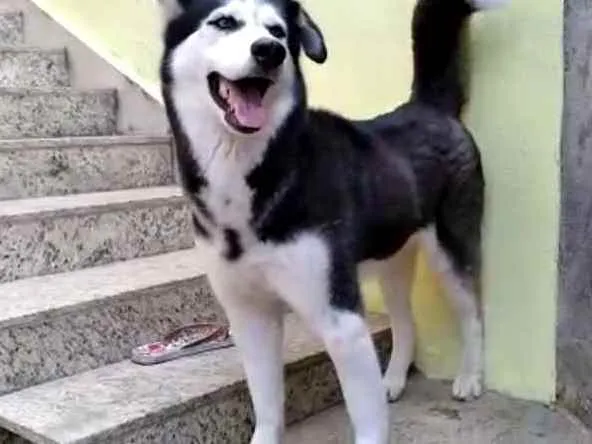 Cachorro raça Husky Siberiano idade 2 anos nome Hanna