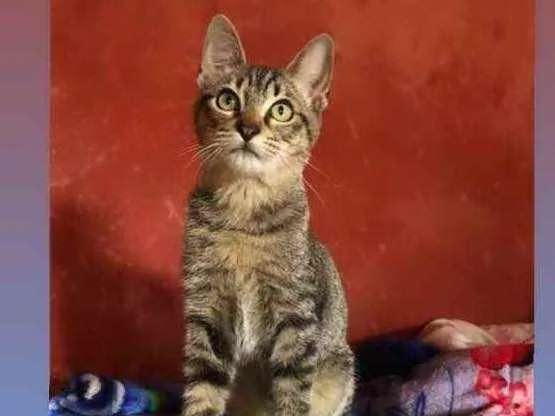 Gato raça SRD idade 2 a 6 meses nome Jasmim 