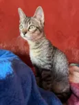 Gato raça SRD idade 2 a 6 meses nome Jasmim 