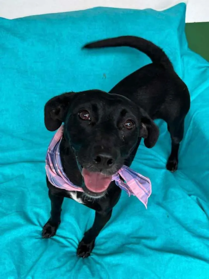 Cachorro raça SRD  idade 2 anos nome Luna