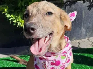 Cachorro raça SRD  idade 2 a 6 meses nome Lorena 
