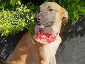Cachorro raça SRD  idade 2 a 6 meses nome Laura 
