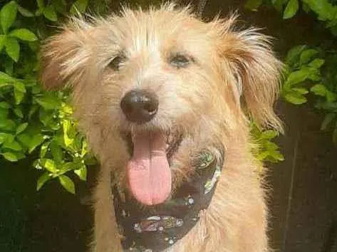 Cachorro raça SRD  idade 5 anos nome Junior 