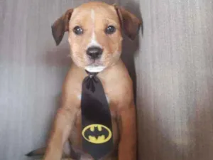 Cachorro raça SRD  idade 2 a 6 meses nome Mickey 