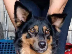 Cachorro raça SRD  idade 4 anos nome Raposinha 
