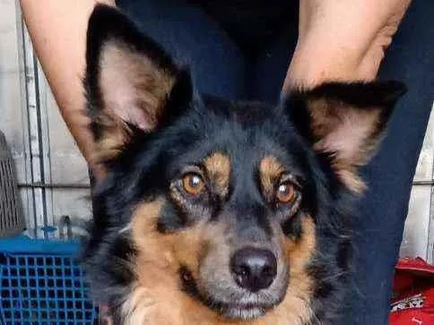 Cachorro raça SRD  idade 4 anos nome Raposinha 