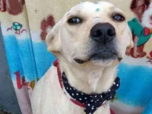 Cachorro raça SRD  idade 2 anos nome Branca 