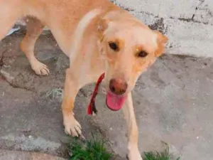 Cachorro raça SRD  idade 1 ano nome Mike 