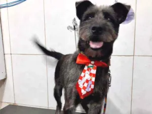 Cachorro raça SRD  idade 2 anos nome Bruce 