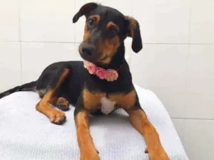Cachorro raça SRD  idade 2 a 6 meses nome Sofia 