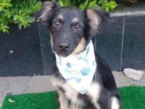Cachorro raça SRD  idade 2 a 6 meses nome Charlie 