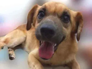 Cachorro raça SRD  idade 2 anos nome Fred 