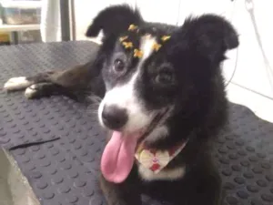 Cachorro raça SRD  idade 4 anos nome Maria 