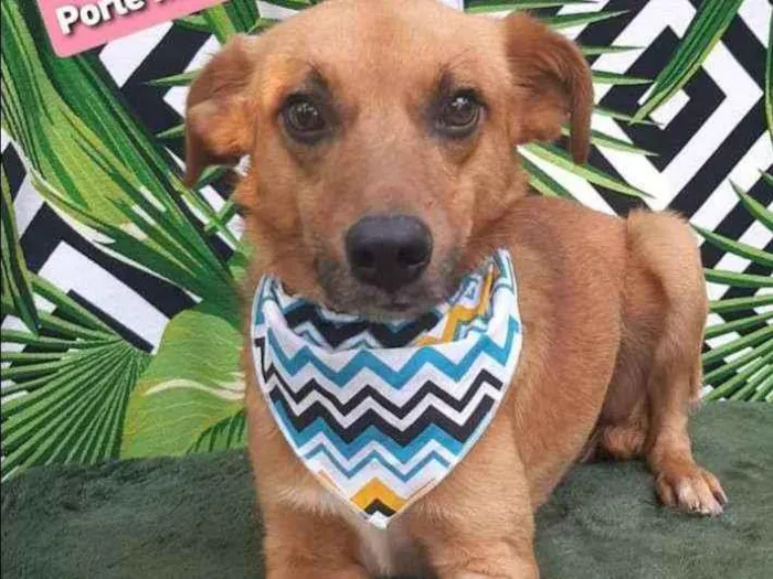 Cachorro raça SRD  idade 2 anos nome Lilo 