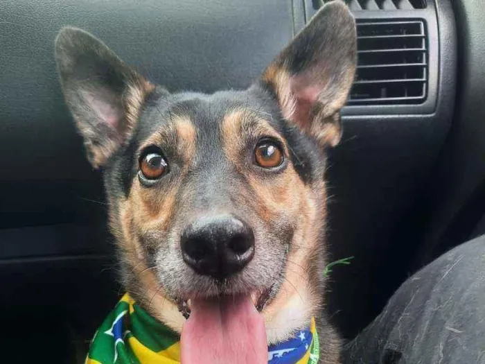 Cachorro raça SRD  idade 5 anos nome Bob 