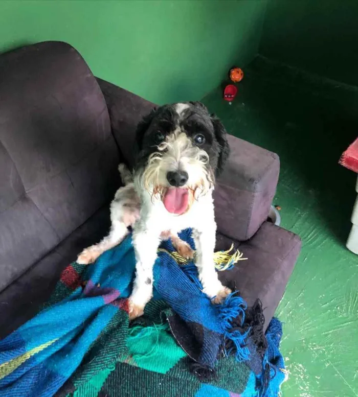 Cachorro ra a SRD  idade 2 anos nome Dread pit