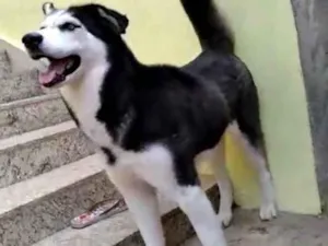 Cachorro raça Husky Siberiano idade 2 anos nome Hanna