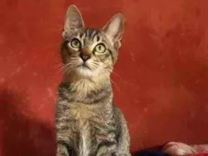 Gato raça SRD idade 2 a 6 meses nome Jasmim 