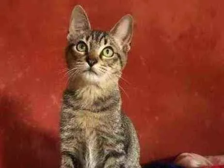 Gato raça SRD idade 2 a 6 meses nome Jasmim 