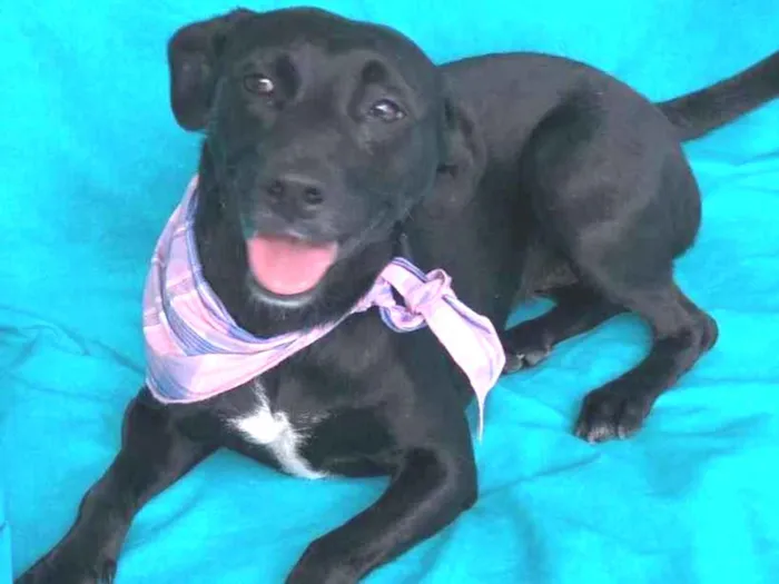 Cachorro raça SRD  idade 2 anos nome Luna