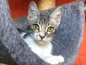 Gato raça Srd idade 2 a 6 meses nome Kim