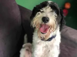 Cachorro raça SRD  idade 2 anos nome Dread pit