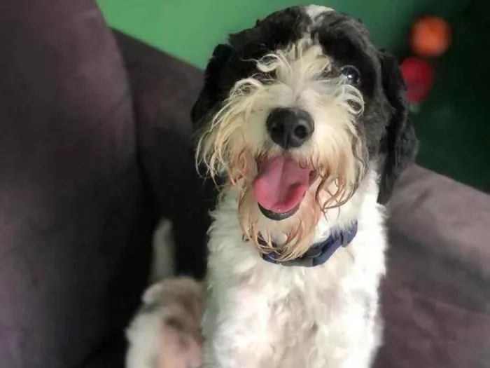 Cachorro ra a SRD  idade 2 anos nome Dread pit