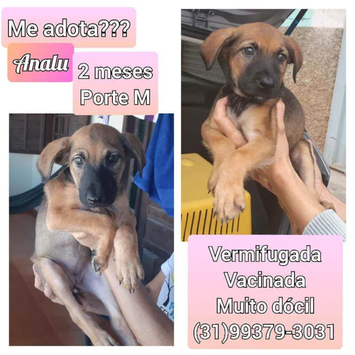 Cachorro raça SRD idade 2 a 6 meses nome Analu