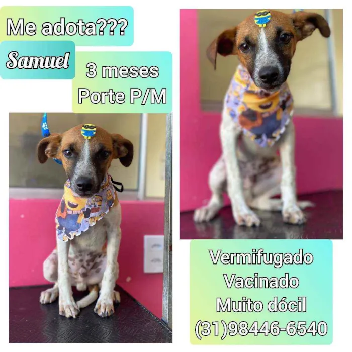 Cachorro raça SRD idade 2 a 6 meses nome Samuel
