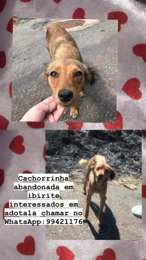 Cachorro raça Pincher  idade  nome Bel 