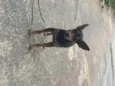 Bel