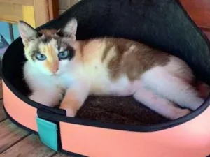 Gato raça SRD idade 3 anos nome Pequeninha