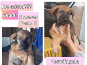 Cachorro raça SRD idade 2 a 6 meses nome Analu