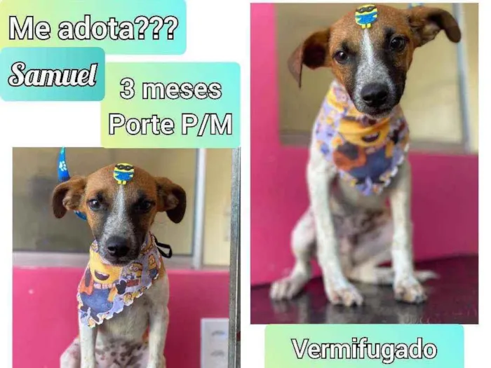 Cachorro raça SRD idade 2 a 6 meses nome Samuel