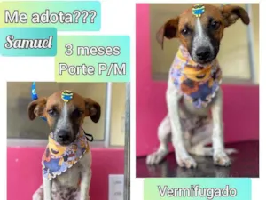 Cachorro raça SRD idade 2 a 6 meses nome Samuel